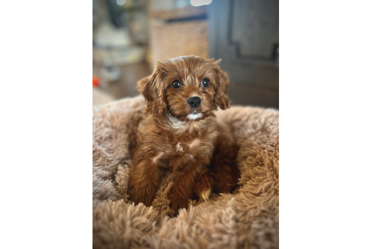 Cavapoo Pup Being Cute