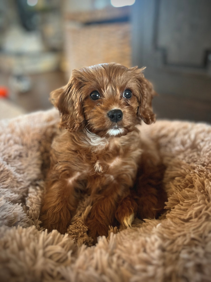 Sweet Cavapoo Pup in