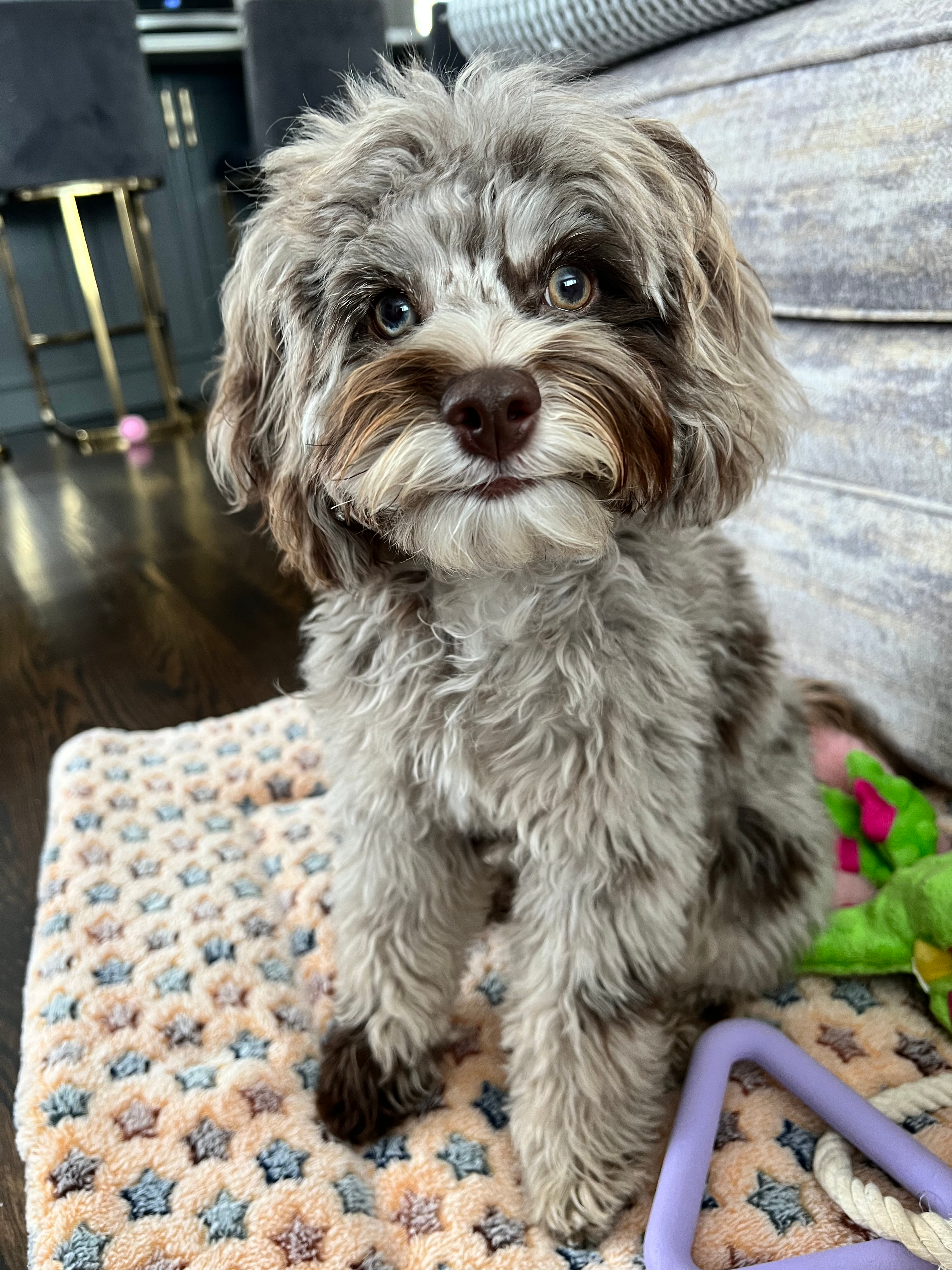 Cockapoo Pup Being Cute