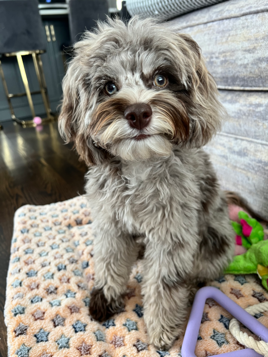 Smart Cockapoo Poodle Mix Pup