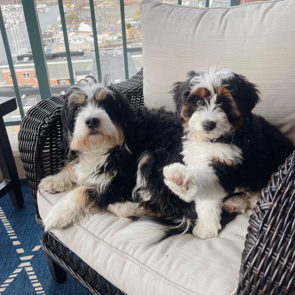 Sweet Mini Bernedoodle Pup in Jerseycity NY