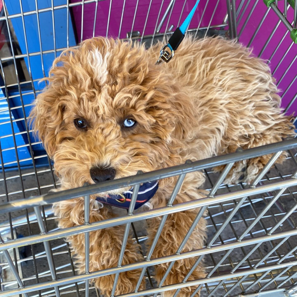 Adorable Poodle Pup in Redlands CA