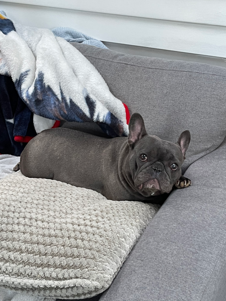 French Bulldog Being Cute