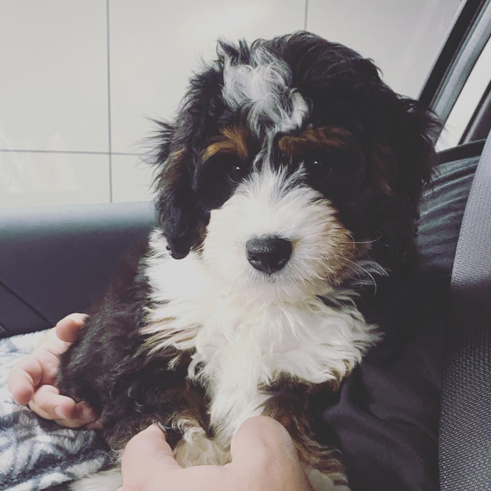 Cute Mini Bernedoodle Pup in Jersey City NJ