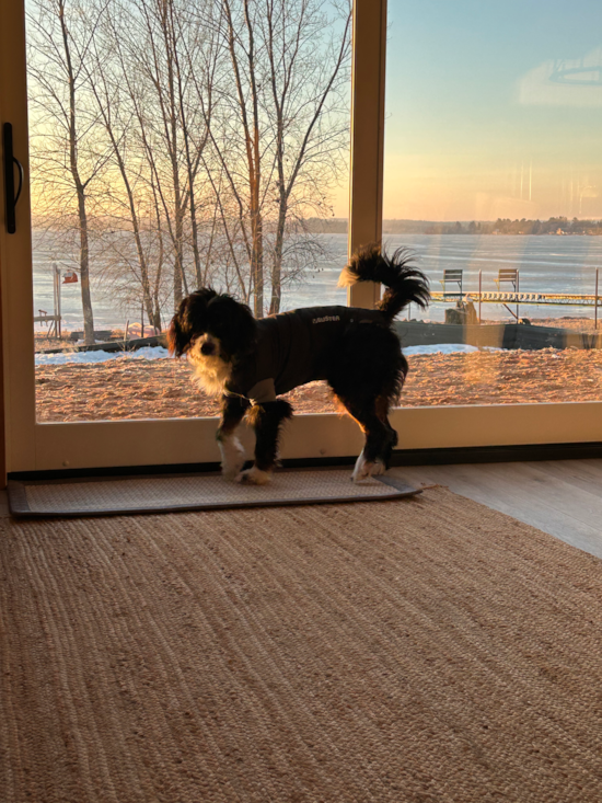 Cute Mini Bernedoodle Pup in