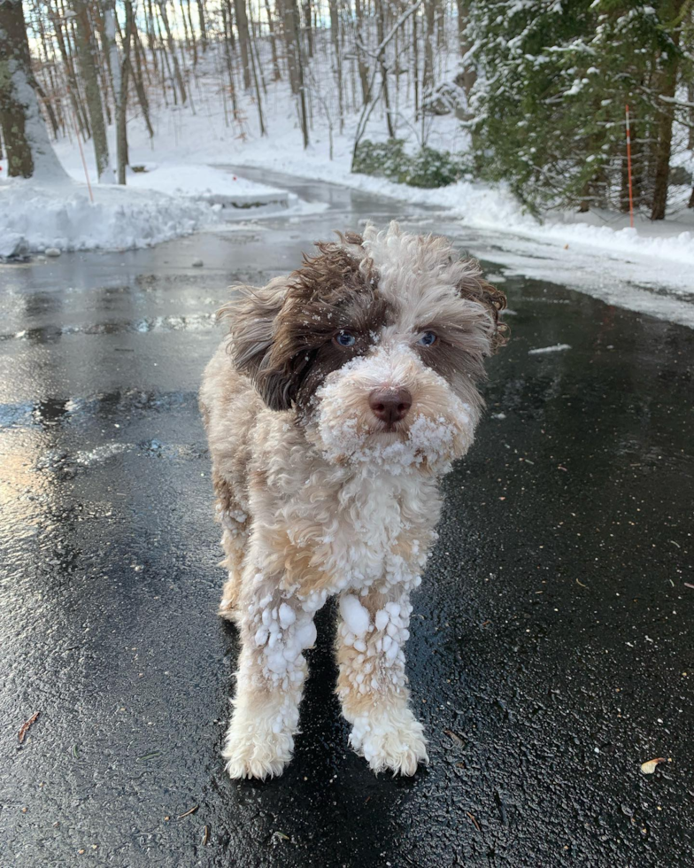 Smart Mini Aussiedoodle Poodle Mix Pup