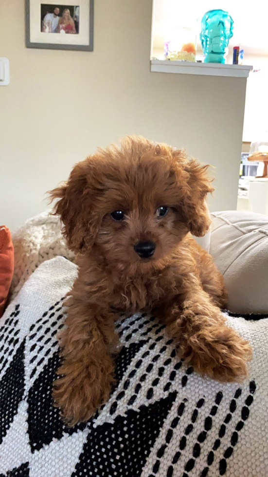 Happy Cavapoo Pup