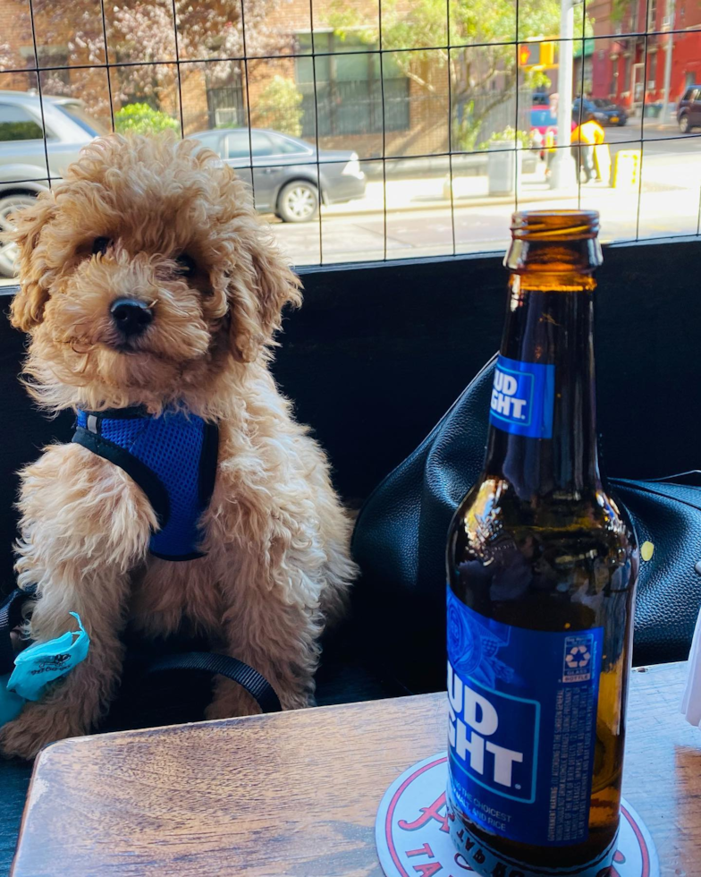 New York Mini Goldendoodle Pup