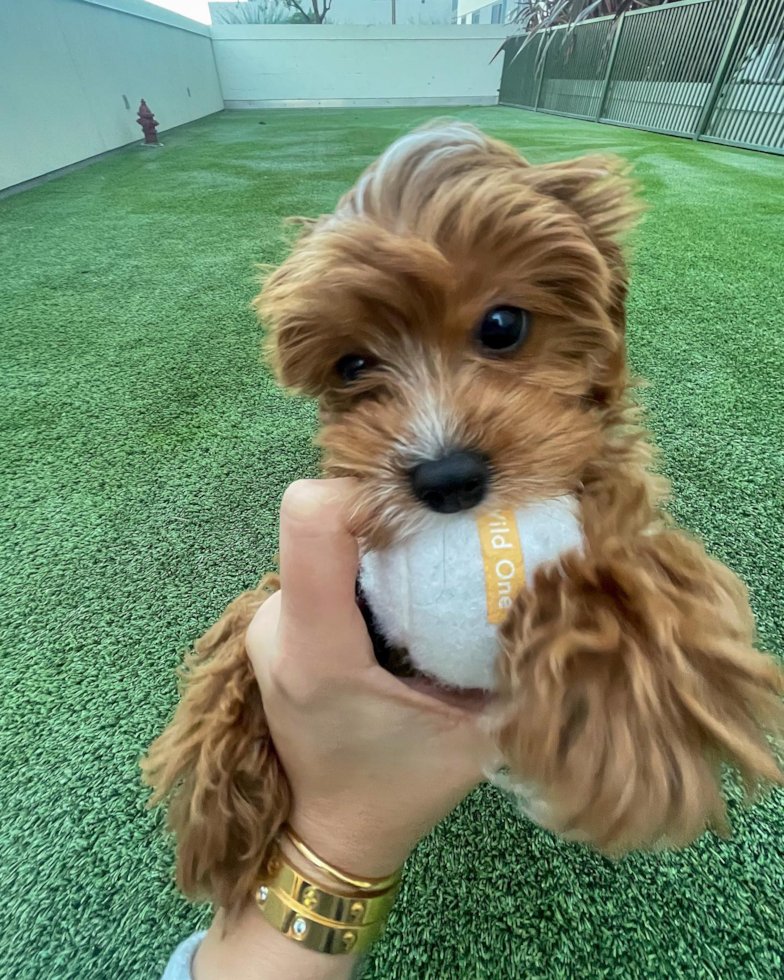 Small Cavapoo Pup in Los Angeles CA