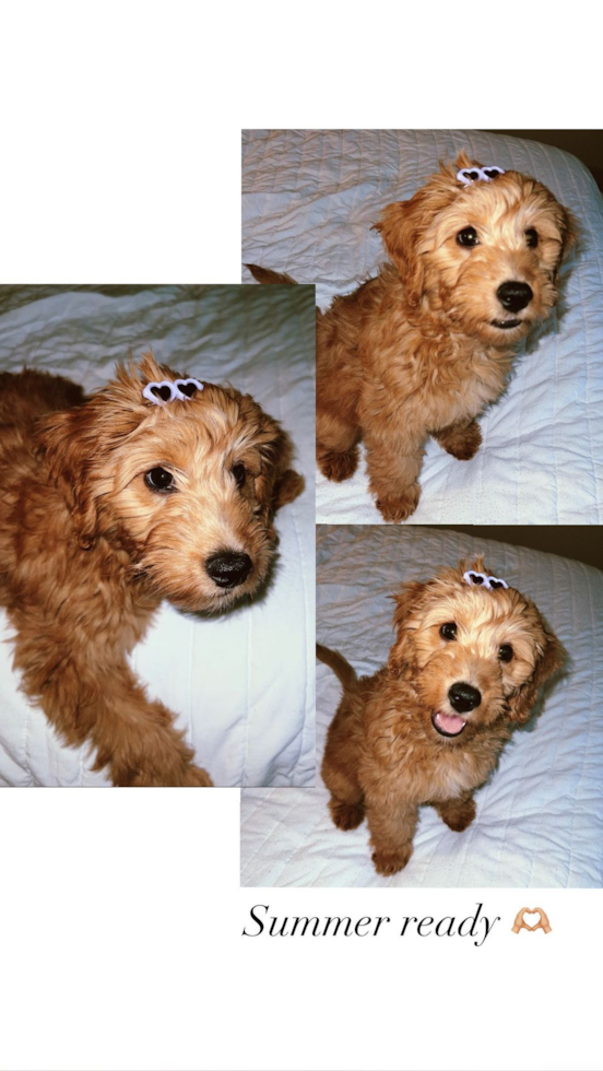 Energetic Golden Retriever Poodle Mix Pup