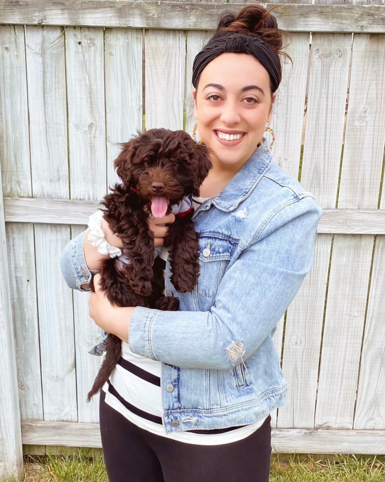 Petite Mini Goldendoodle Poodle Mix Pup