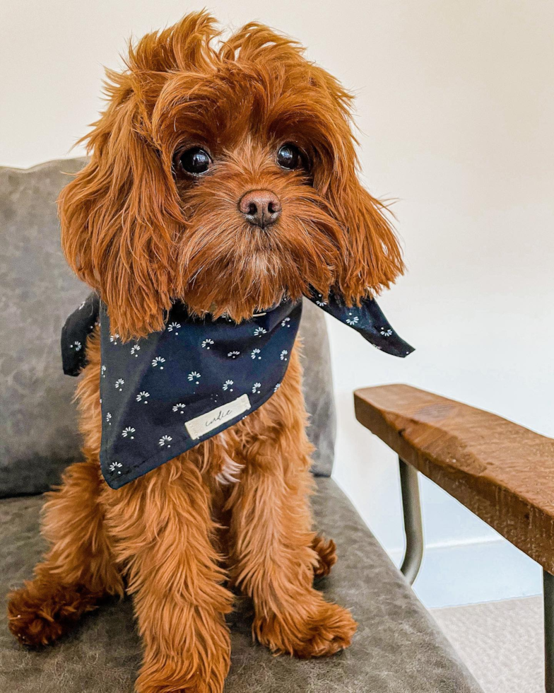 Cavapoo Being Cute