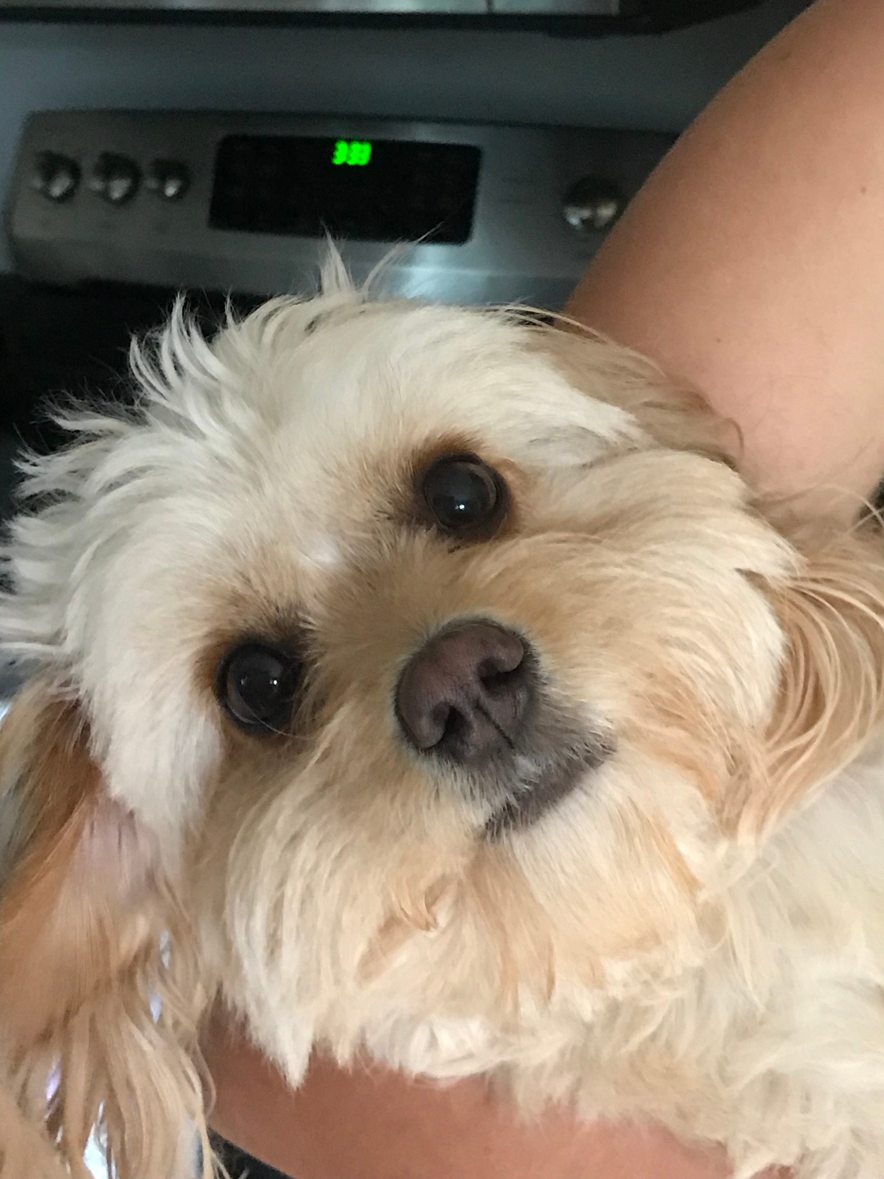 Cavapoo Puppy for Adoption