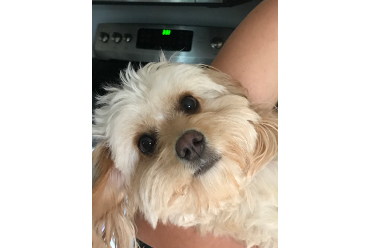 Cavapoo Puppy for Adoption