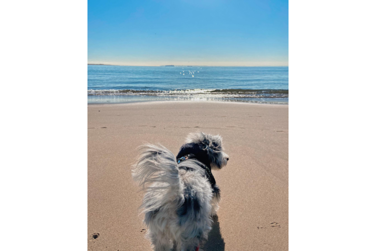 Popular Aussiechon Designer Pup