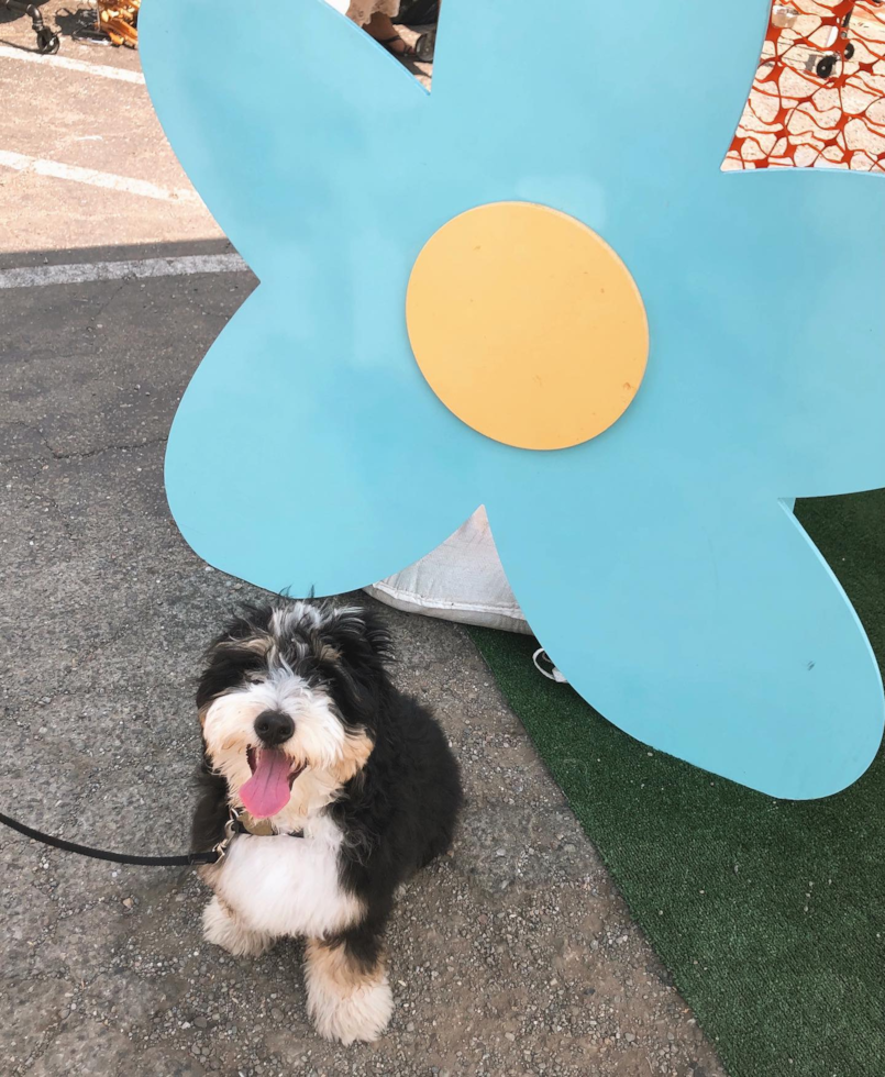 Cute Mini Bernedoodle Pup