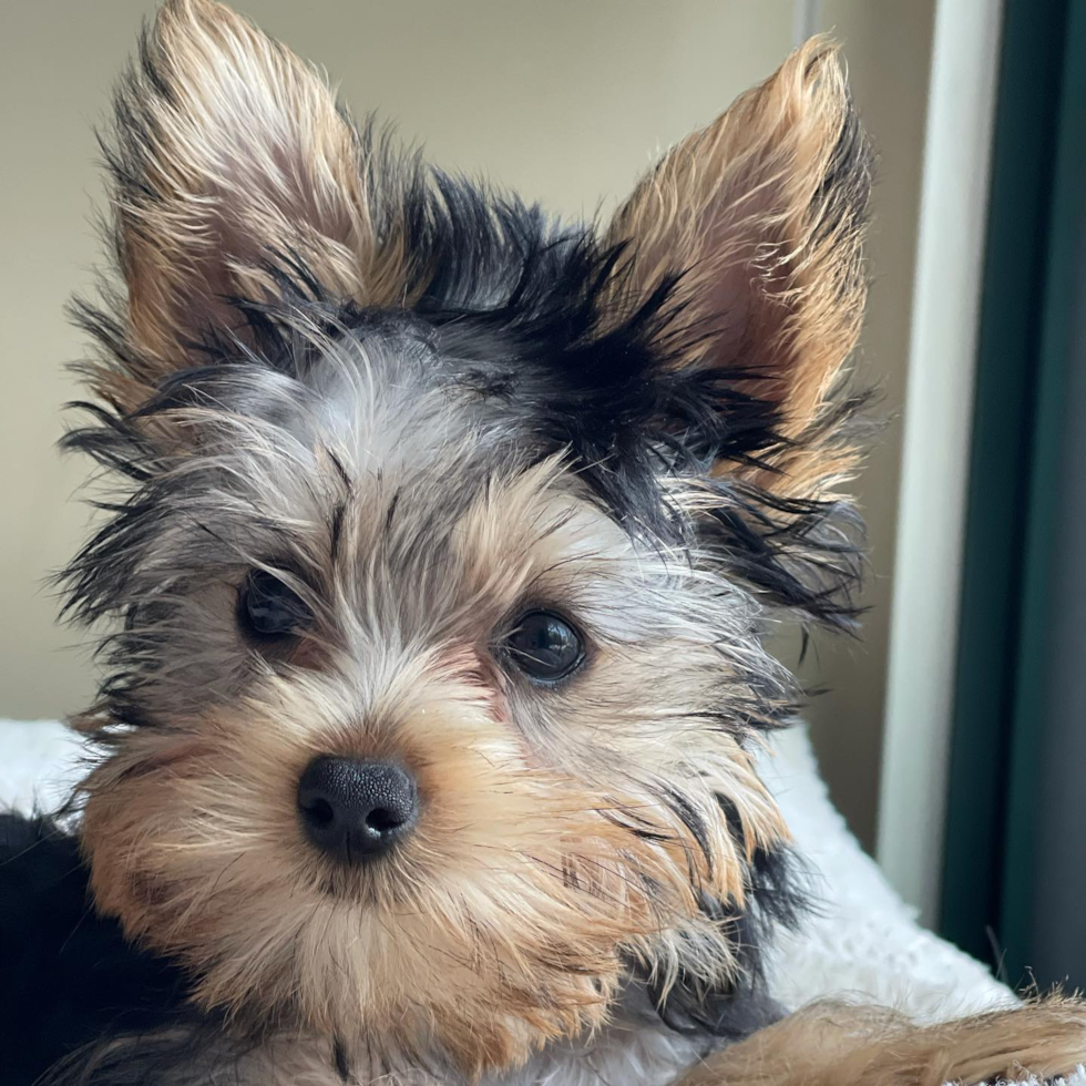 Happy Yorkie Purebred Pup