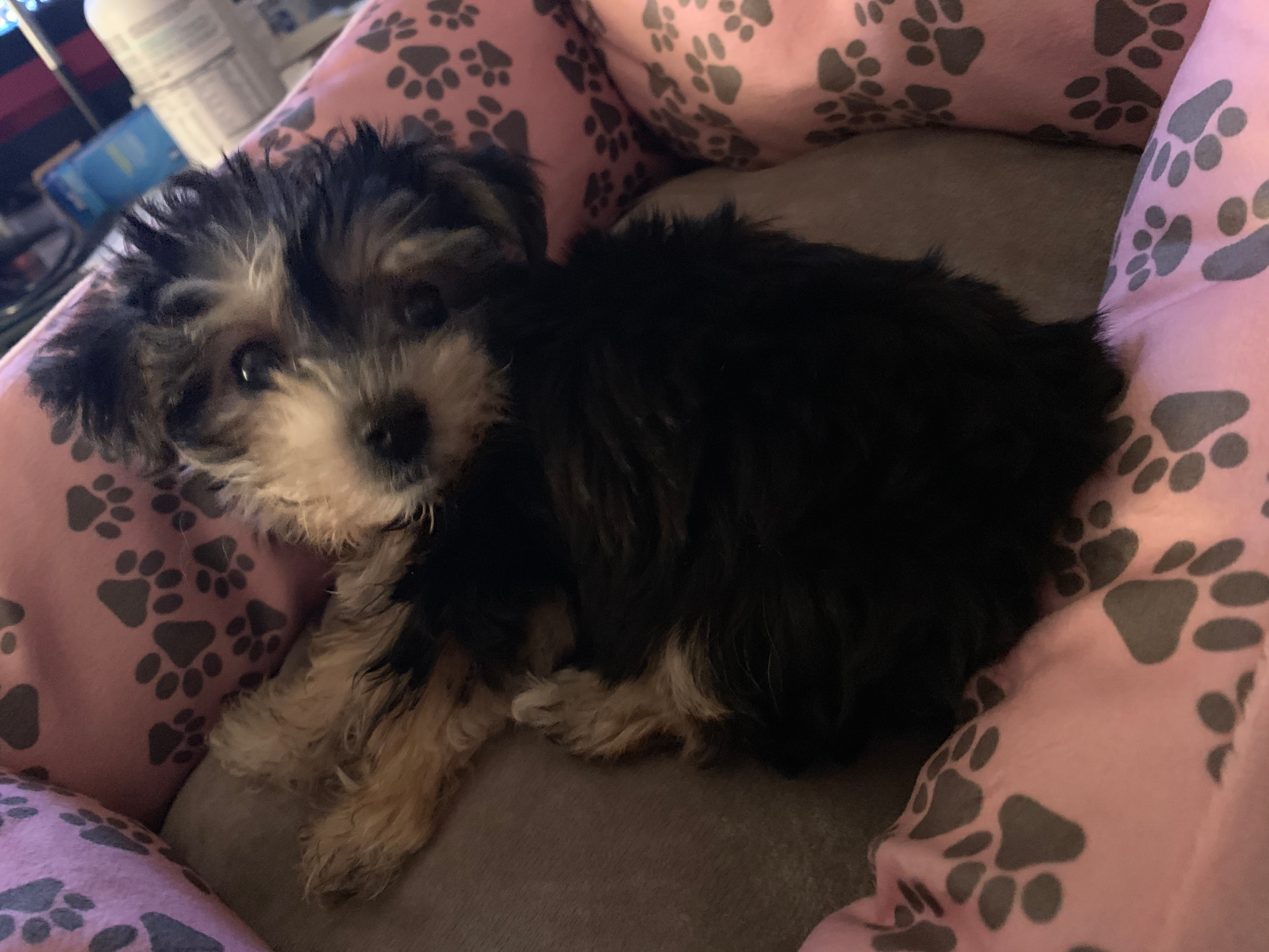Playful Yorkie Designer Puppy