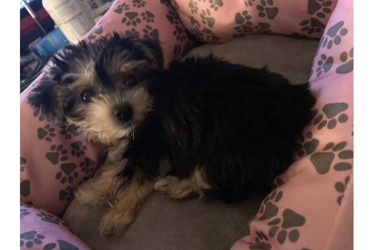 Playful Yorkie Designer Puppy