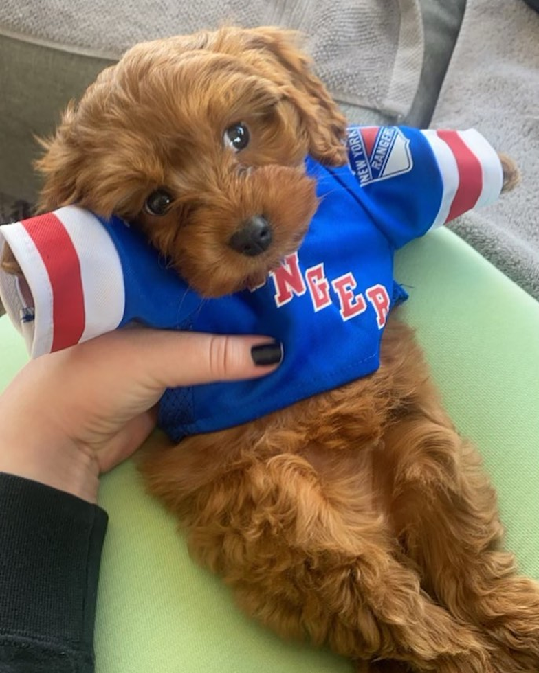 Playful Cavoodle Poodle Mix Pup