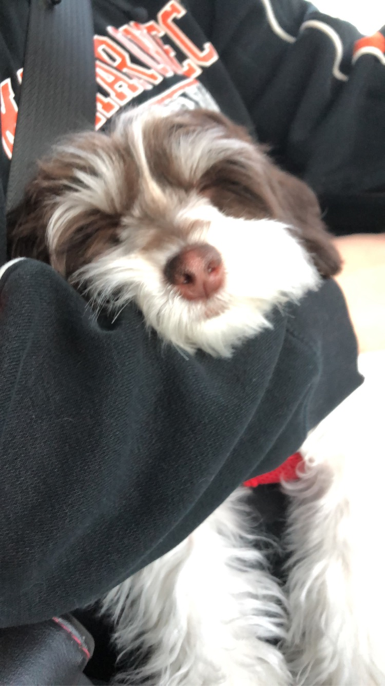 Adorable Bichon Habanero Purebred Pup