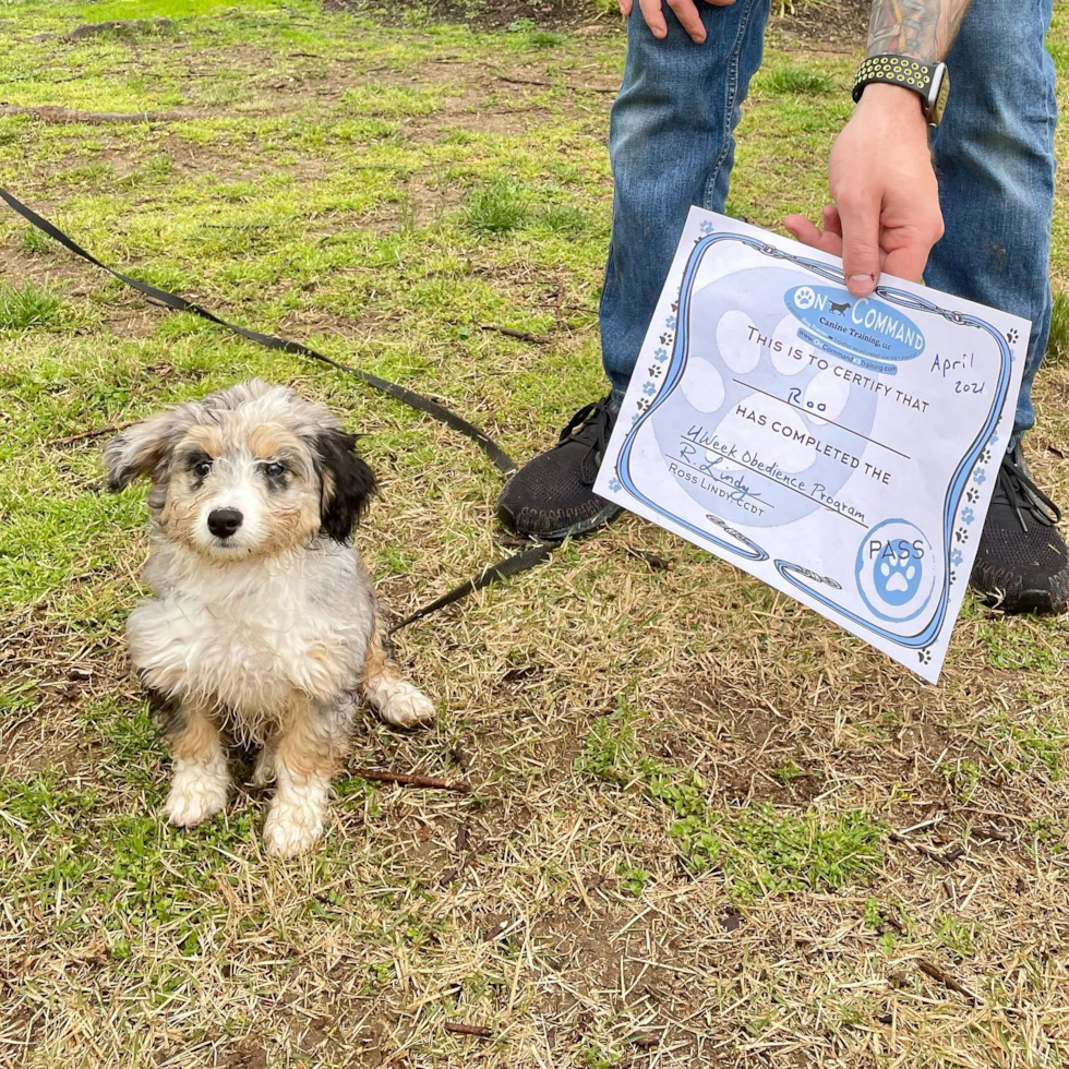 Hypoallergenic Australian Designer Pup