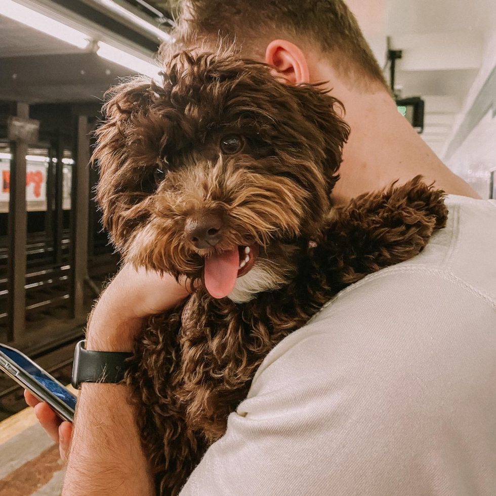 Brooklyn Poodle Pup