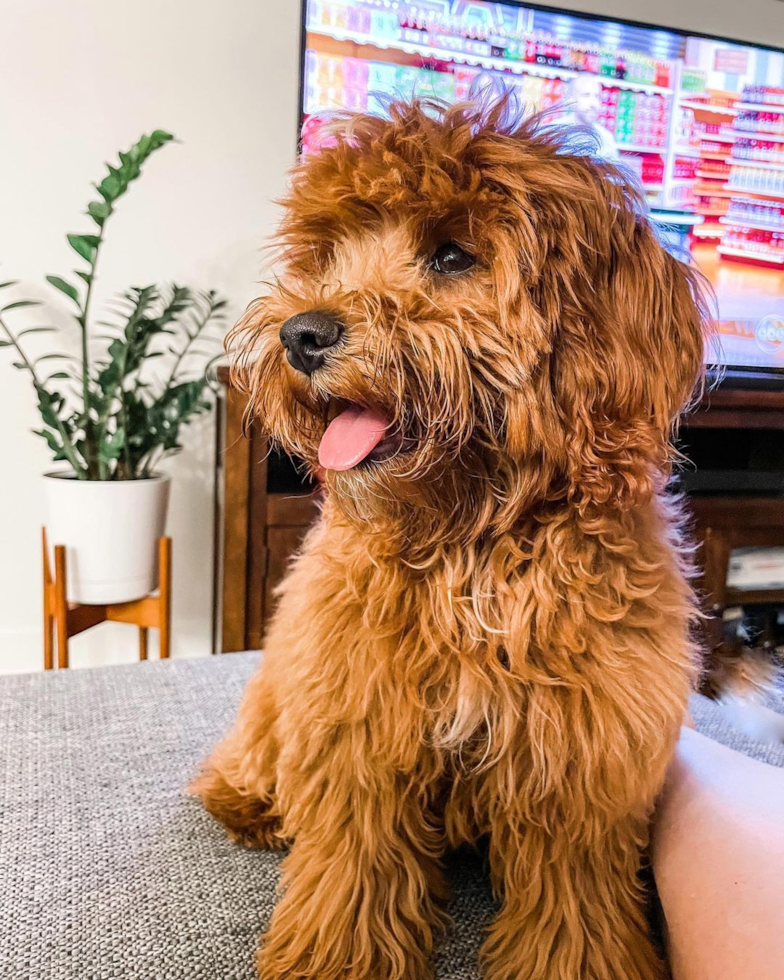 Chicago Cavapoo Pup