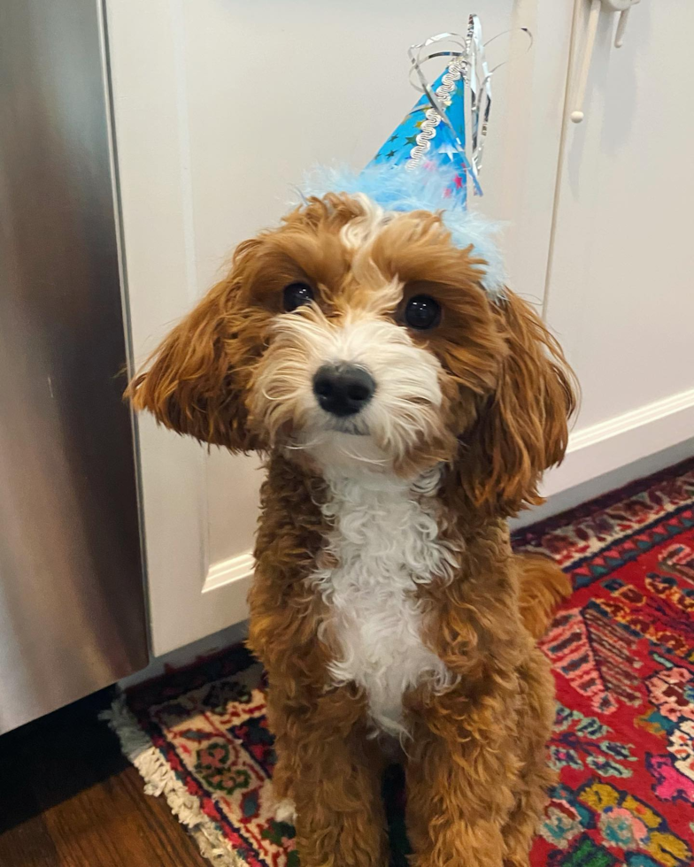 Columbus Cavapoo Pup