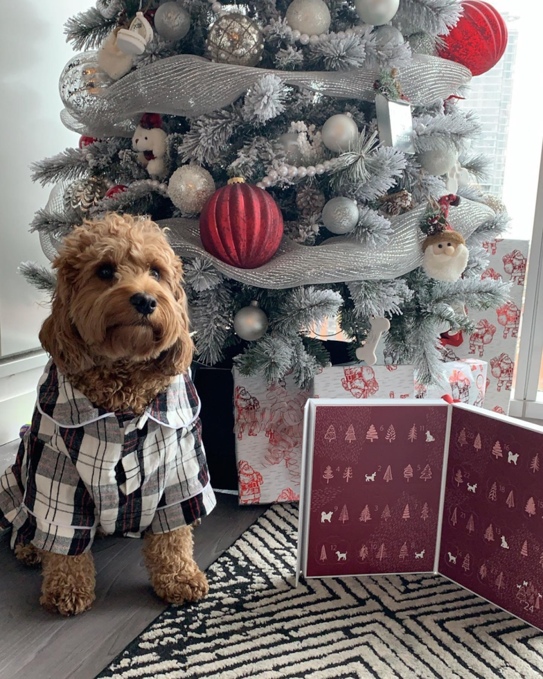 Small Cockapoo Pup in Frankfort IL