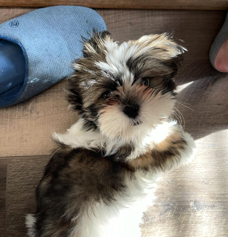 Sweet Shih Tzu Pup in San Jose CA