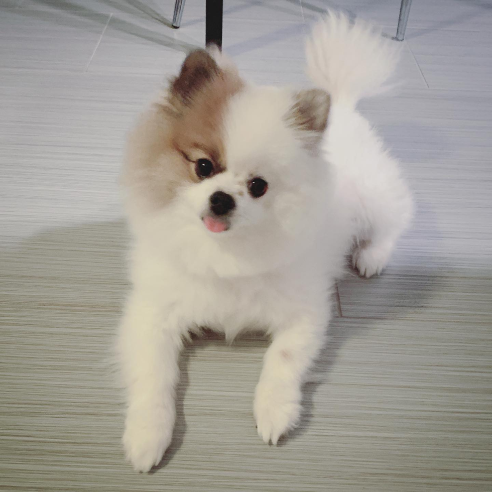 Cute Pomeranian Purebred Pup