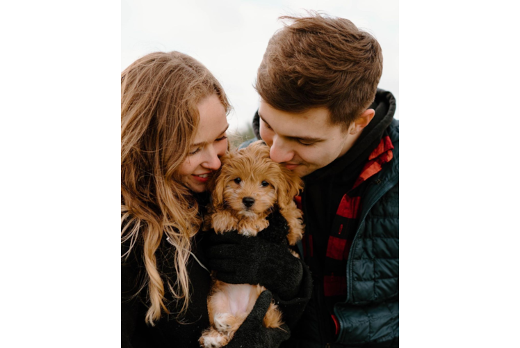 Cute Cavapoo Baby