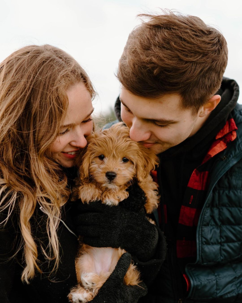 Popular Cavapoo Poodle Mix Pup