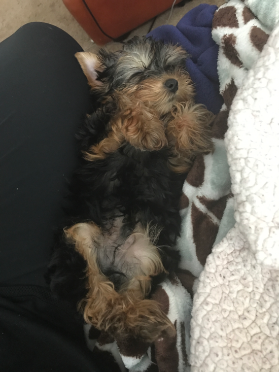 Energetic Yorkshire Terrier Pup in New Jersey