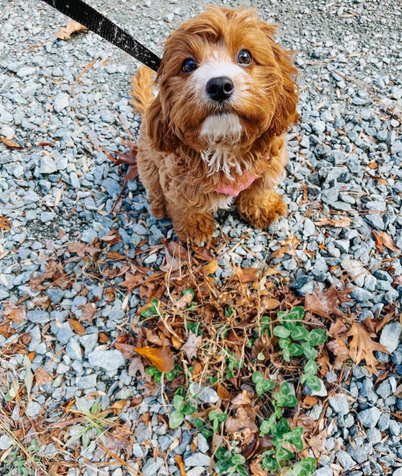 Popular Cavapoo Poodle Mix Pup