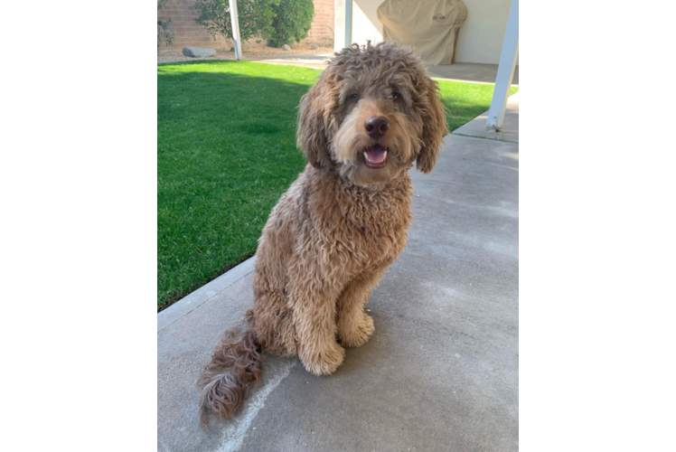 Petite Mini Labradoodle Poodle Mix Pup