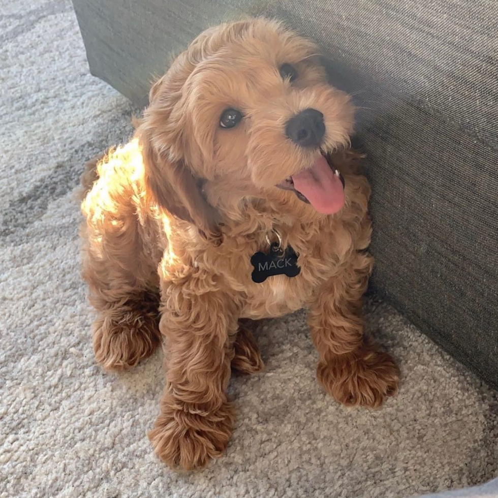 Cute Cockapoo Pup