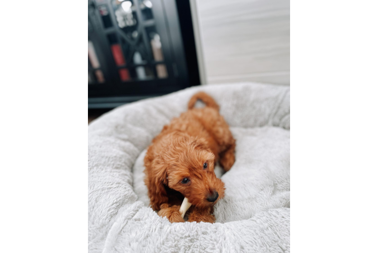 Mini Goldendoodle Puppy for Adoption