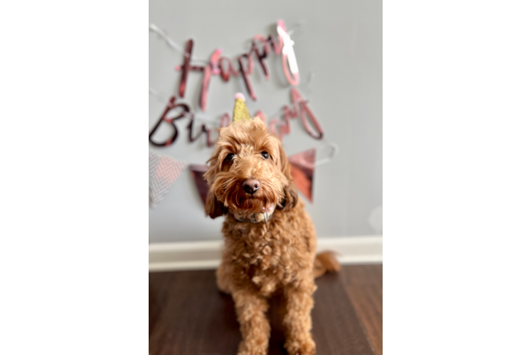 Mini Goldendoodle Puppy for Adoption