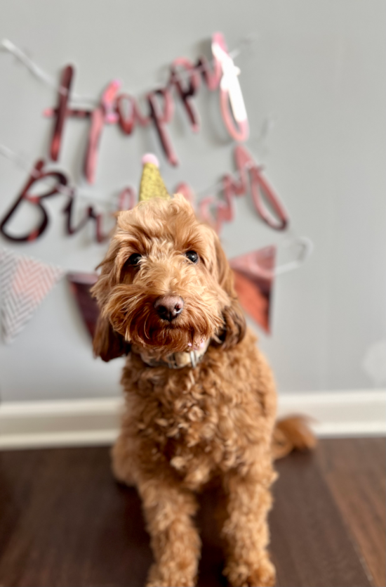 Mini Goldendoodle Pup