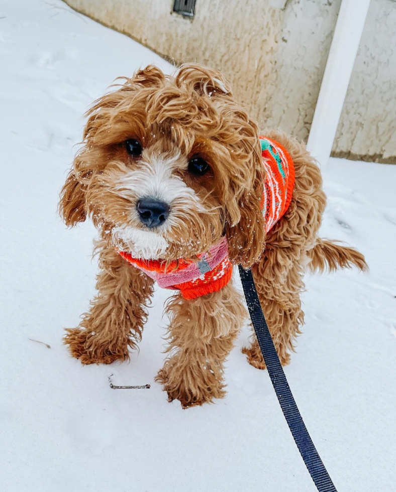 Cavapoo Being Cute