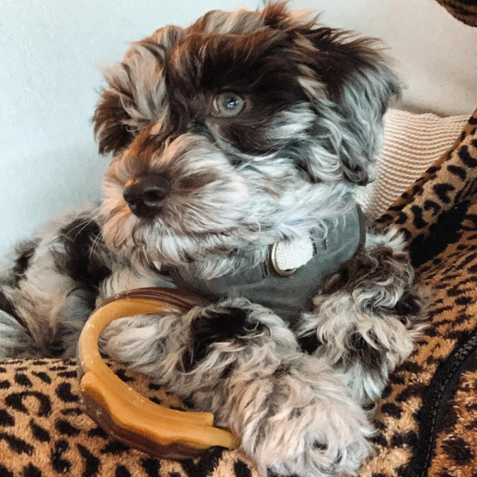 Mini Labradoodle Being Cute