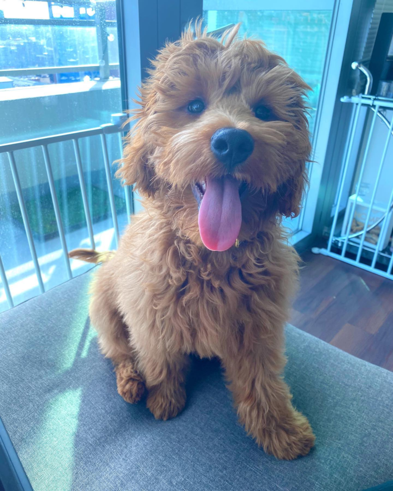 Happy Mini Goldendoodle Pup