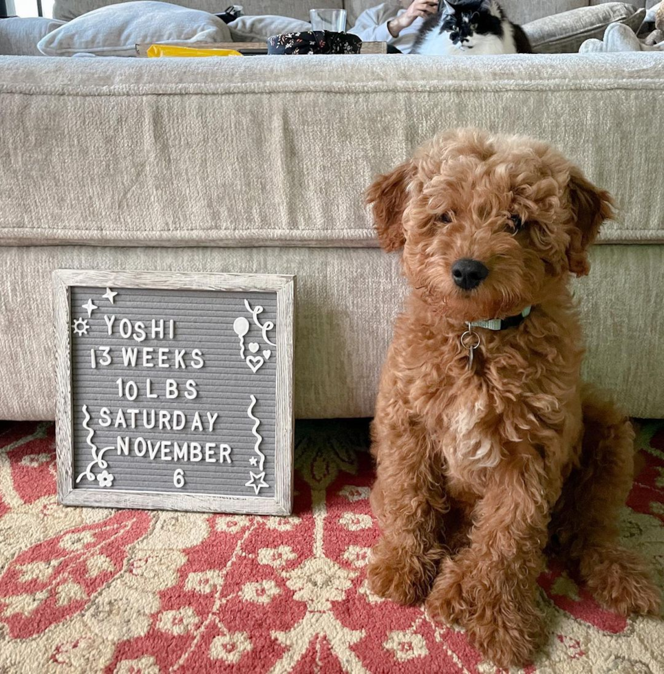 Sweet Mini Goldendoodle Pup in Dublin CA