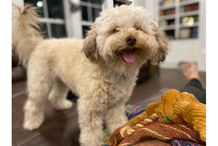 Playful Labrador Poodle Mix Puppy