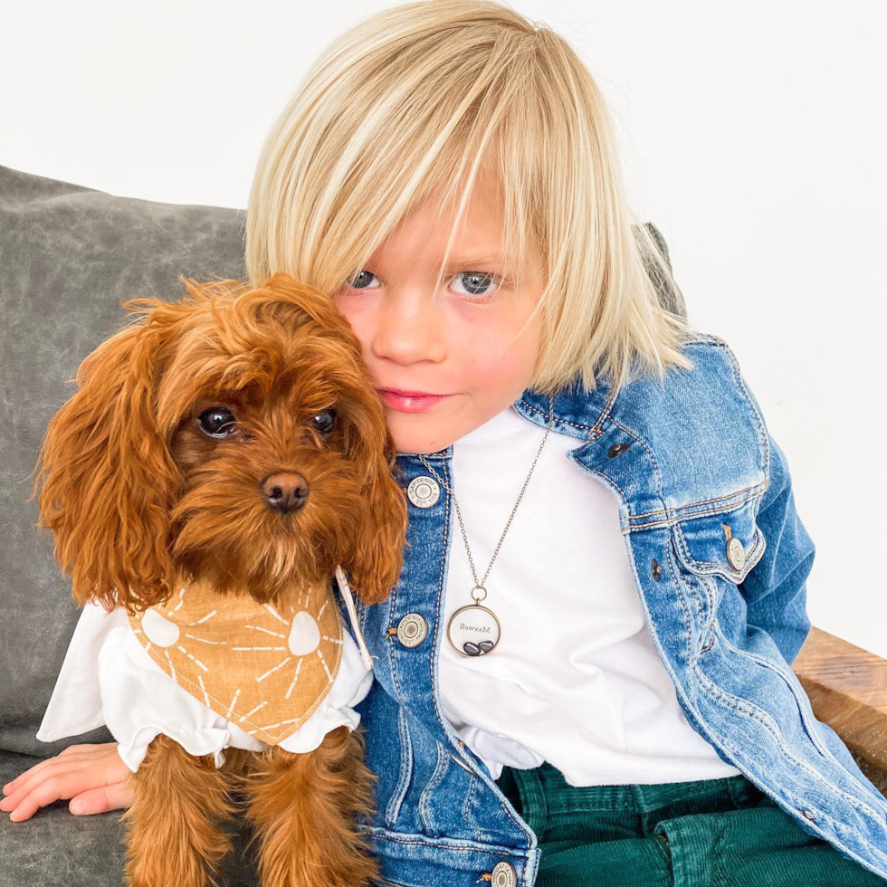 Hypoallergenic Cavoodle Poodle Mix Pup