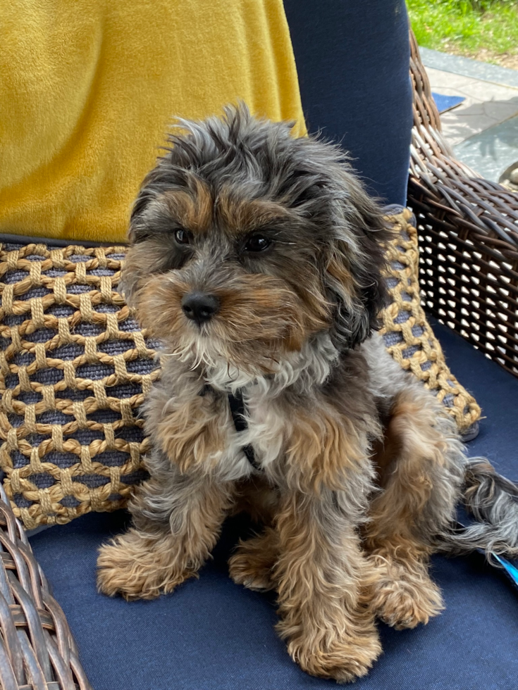 Fluffy Cavapoo Poodle Mix Pup