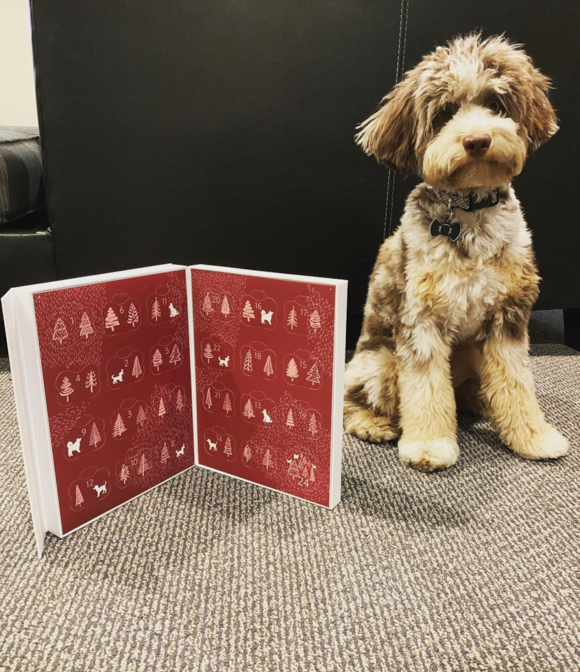 Popular Mini Aussiedoodle Poodle Mix Pup