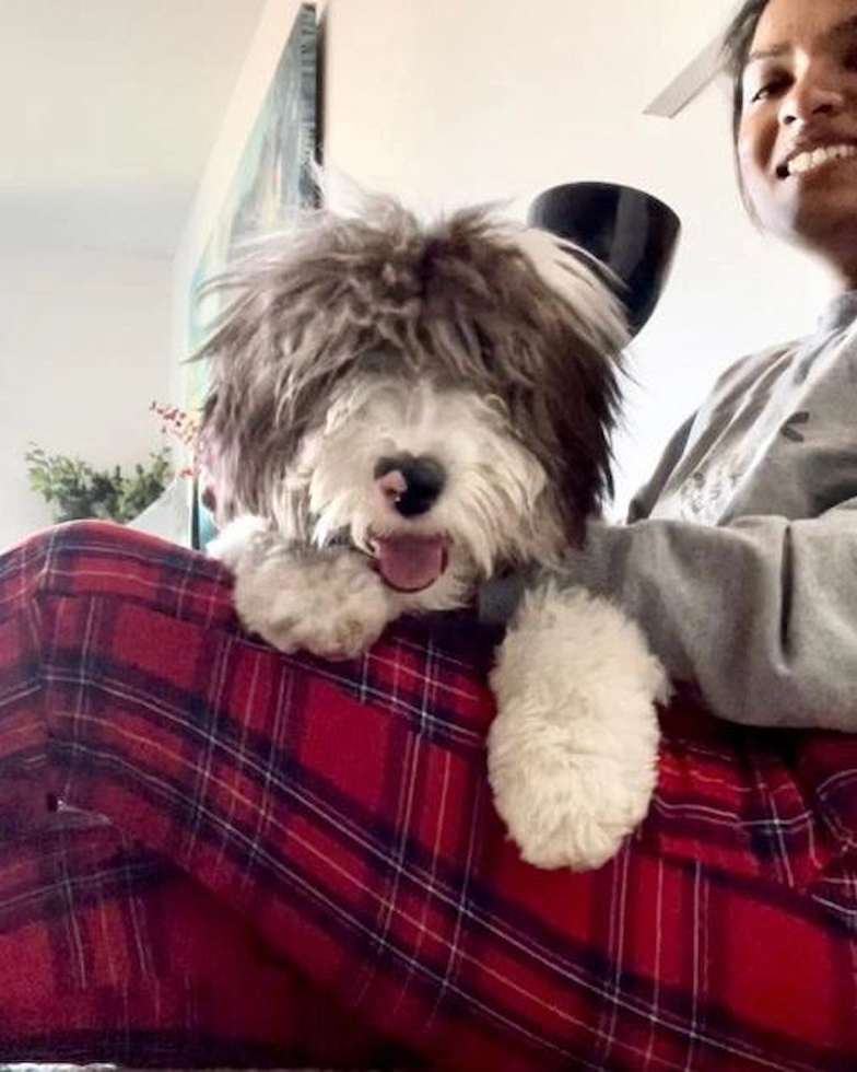 TEMPE Mini Sheepadoodle Pup